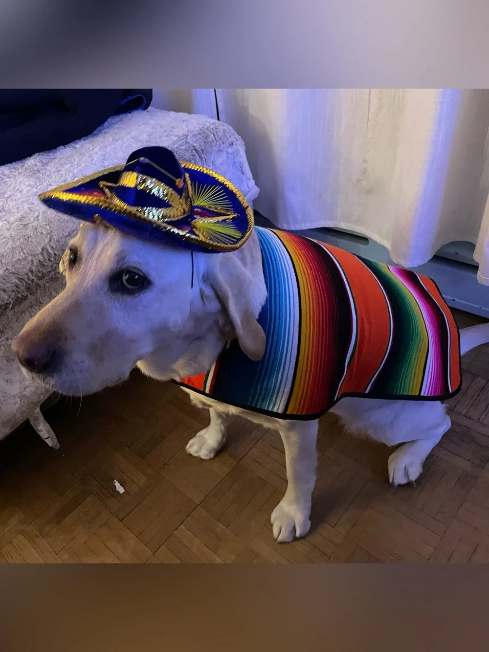 🌺High Quality Blue Velvet Mini Pet Sombrero w/Gold & Multicolor Embellishments